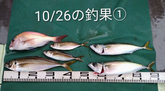 マダイ・マアジ・マサバ