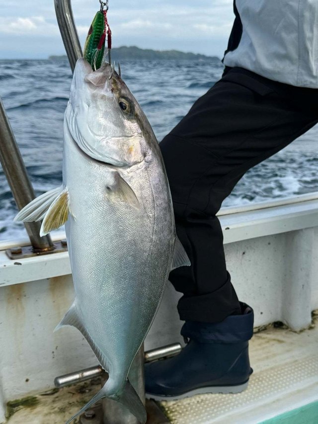 ネイリ(カンパチ)