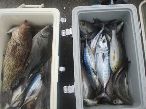 オオモンハタ・イサキ・ヒラソウダ