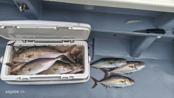 イナダ(ブリ)・カンパチ・アイゴ