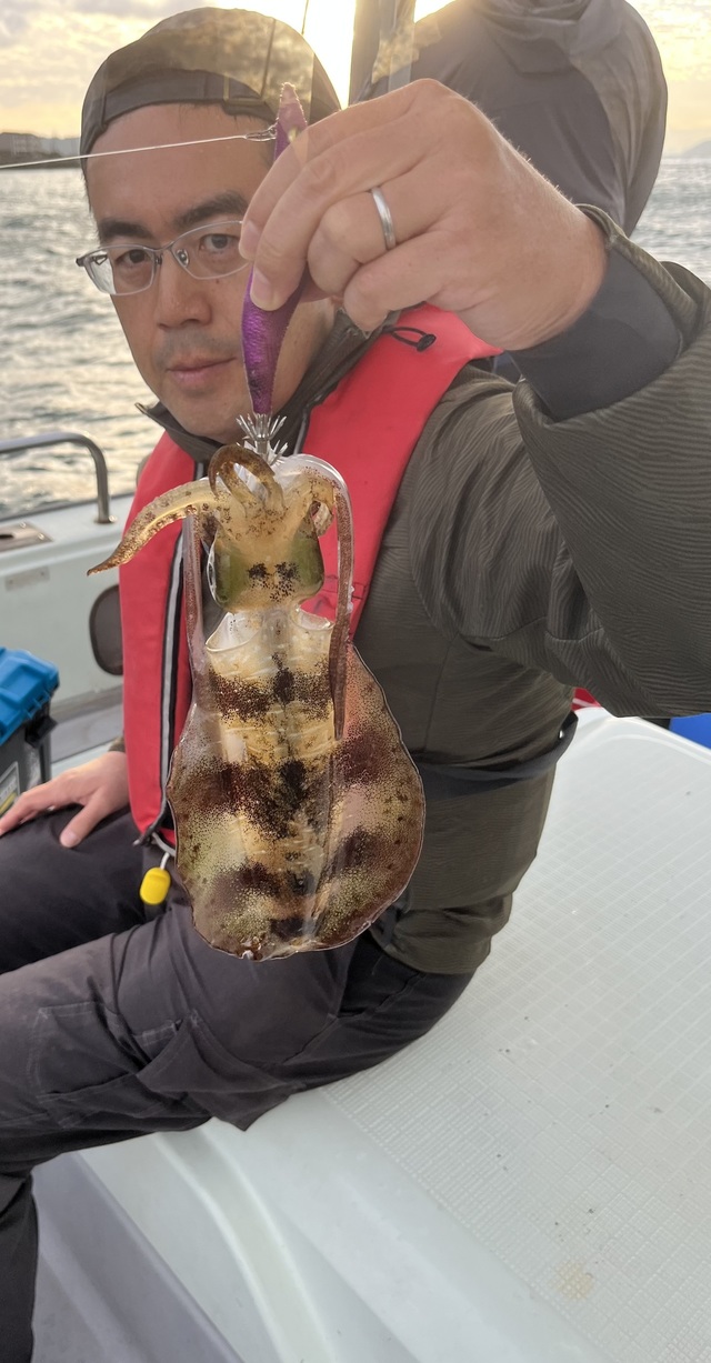 イカ(アオリイカ)