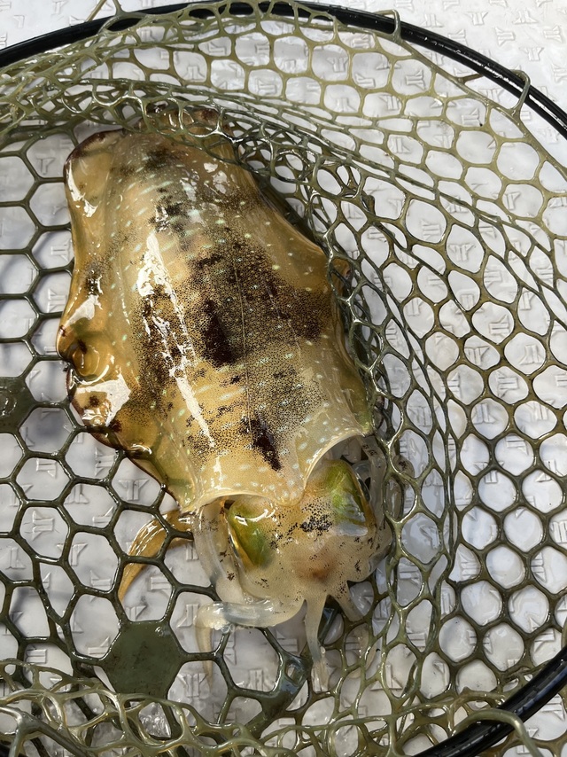 イカ(アオリイカ)