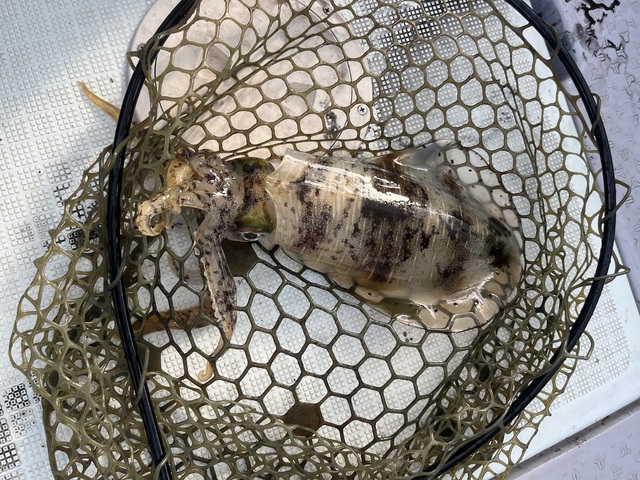 イカ(アオリイカ)