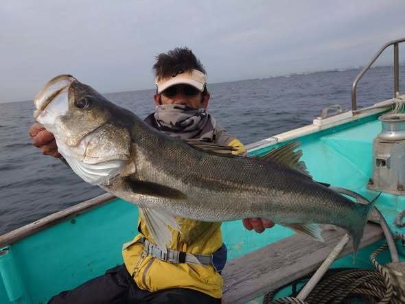 シーバス(スズキ)