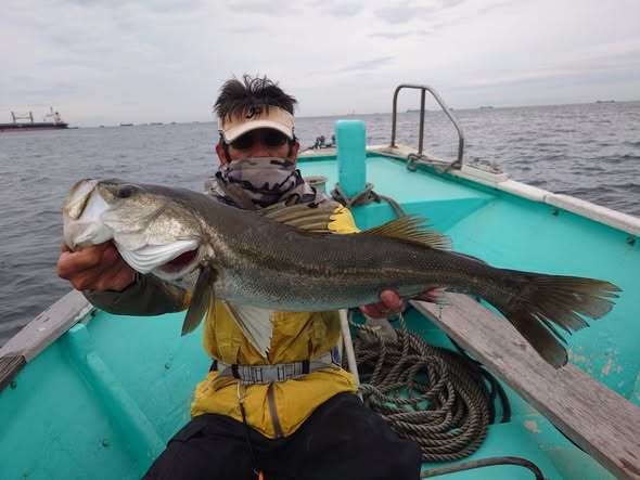 シーバス(スズキ)