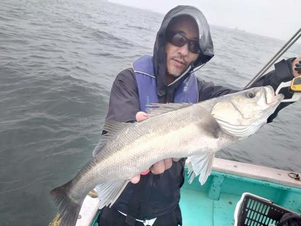 シーバス(スズキ)