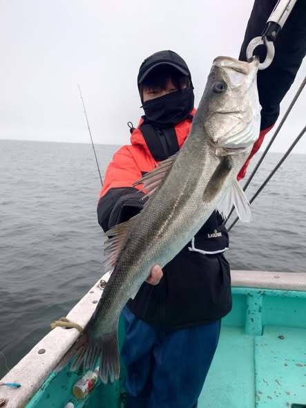 シーバス(スズキ)