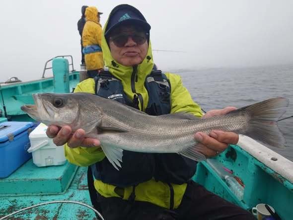 シーバス(スズキ)