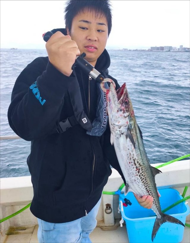 サゴシ(サワラ)