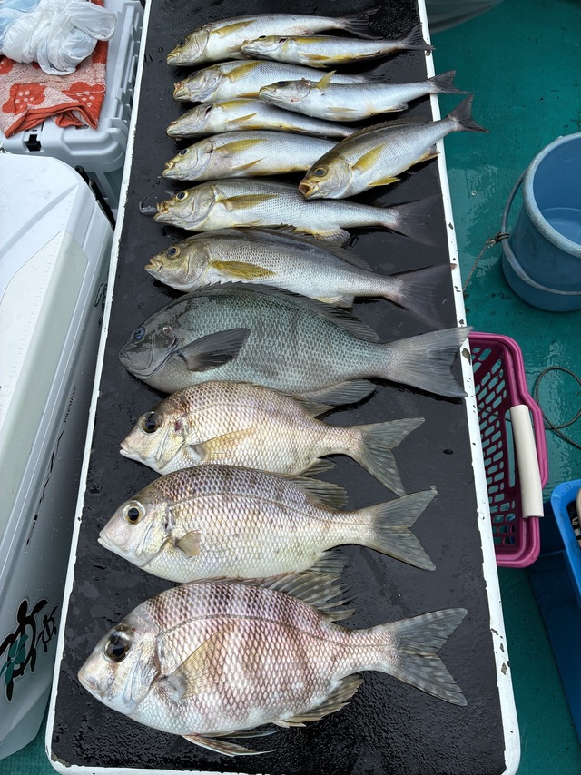 グレ(メジナ)・メイチダイ