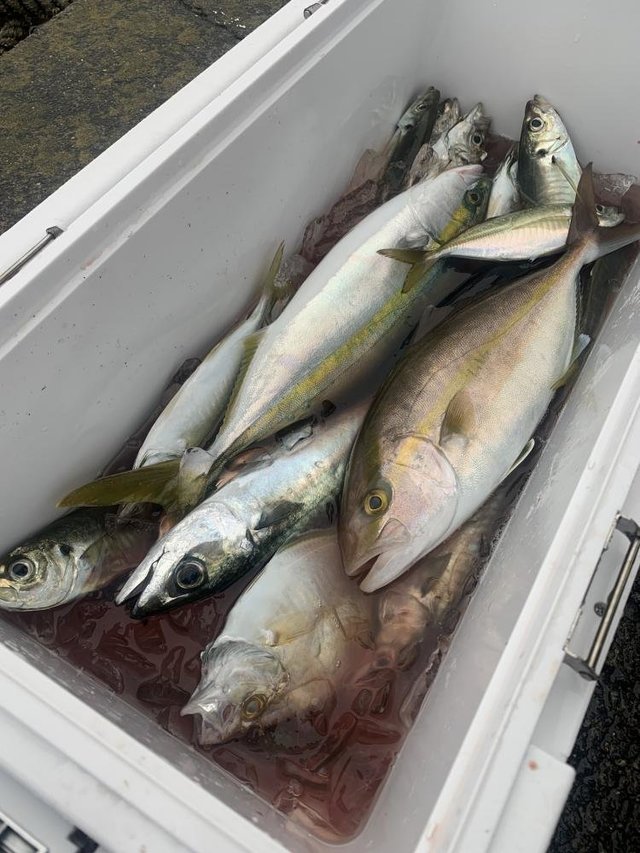 アジ(マアジ)・イナダ(ブリ)・カンパチ