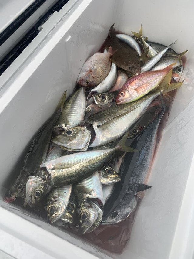 アジ(マアジ)・イトヨリ(イトヨリダイ)・ヒラソウダ