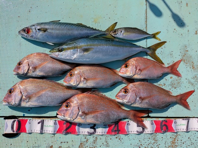 タイ(マダイ)・ハマチ(ブリ)・マサバ