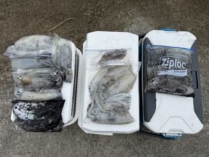 アオリ(アオリイカ)