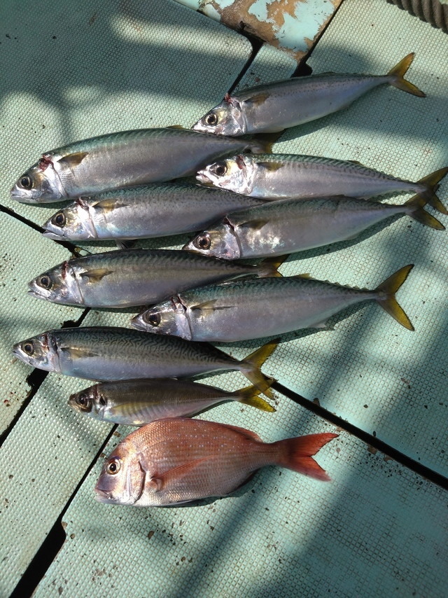 タイ(マダイ)・アジ(マアジ)・サバ(マサバ)