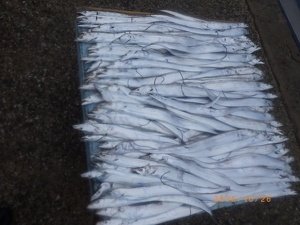 タチウオ