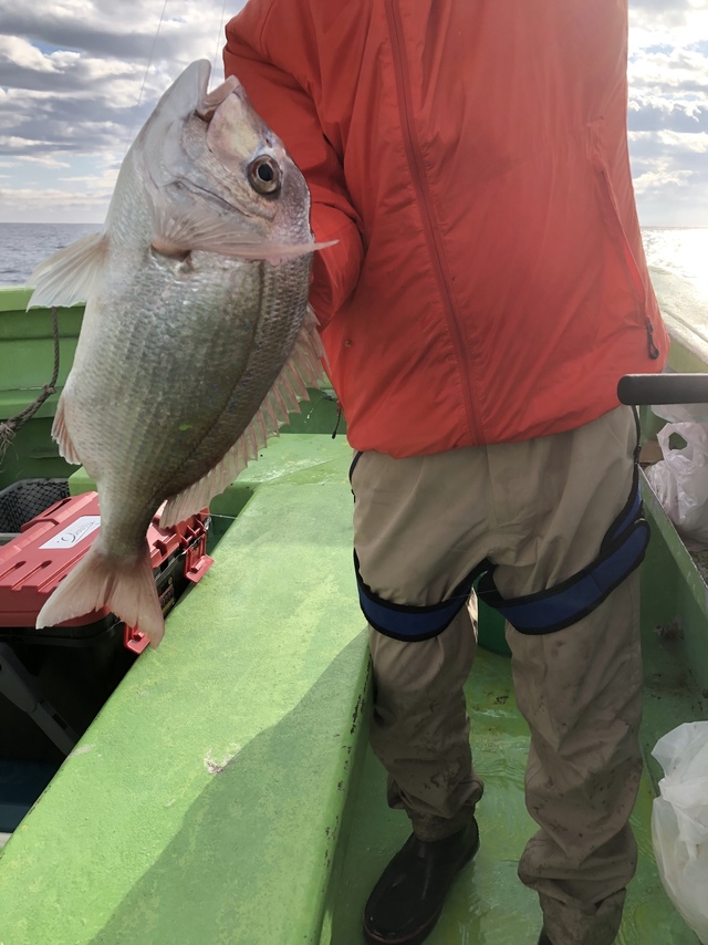 ハナダイ(チダイ)