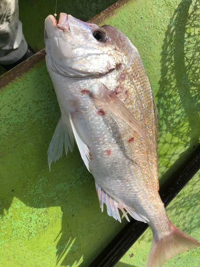 ハナダイ(チダイ)