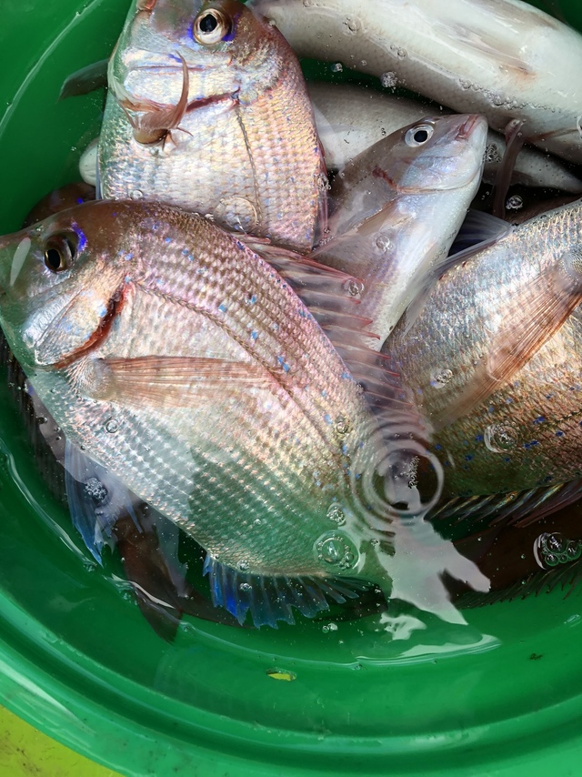 ハナダイ(チダイ)