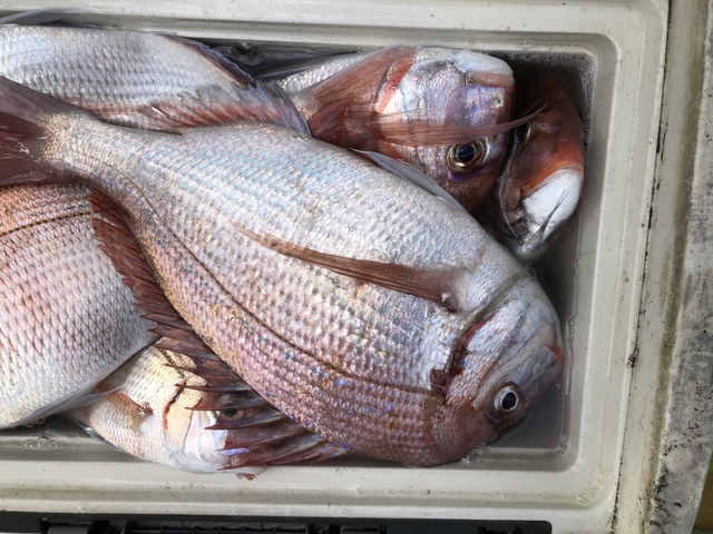 ハナダイ(チダイ)