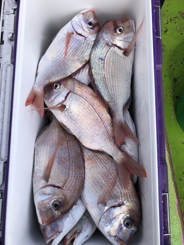 ハナダイ(チダイ)