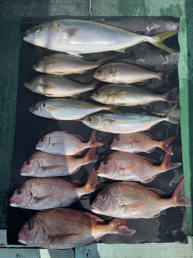 マダイ・マアジ・メジロ(ブリ)・イサキ・マサバ