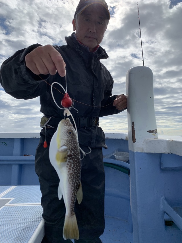 ショウサイフグ