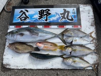 オオモンハタ・ブリ・ハマチ(ブリ)・カンパチ