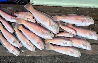 タイ(マダイ)・シロアマダイ