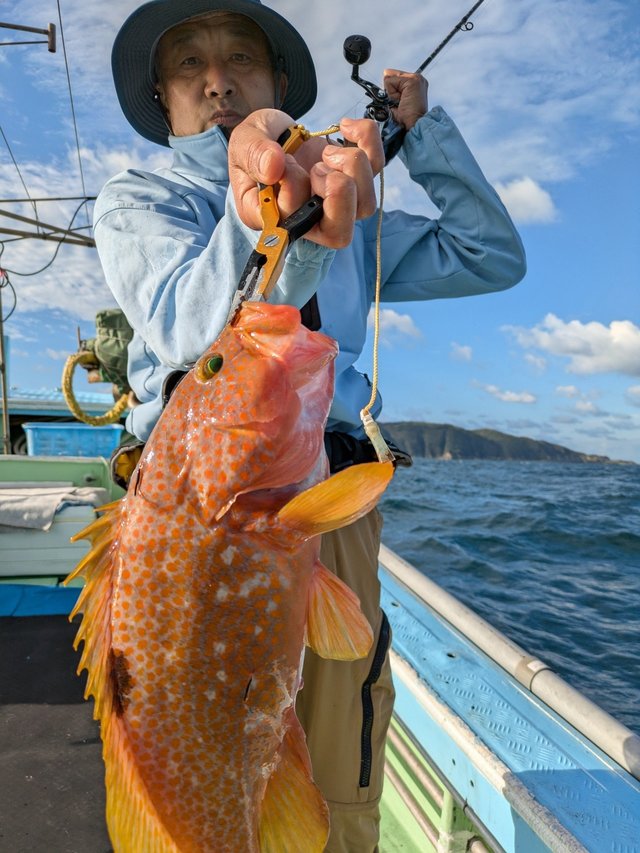 アコウ(キジハタ)