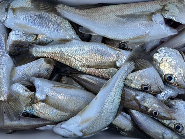 イシモチ(シログチ)