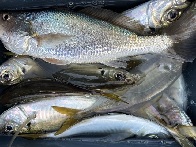 アジ(マアジ)・イシモチ(シログチ)