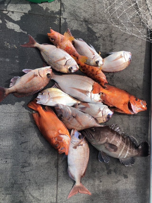 マダイ・ハナダイ(チダイ)