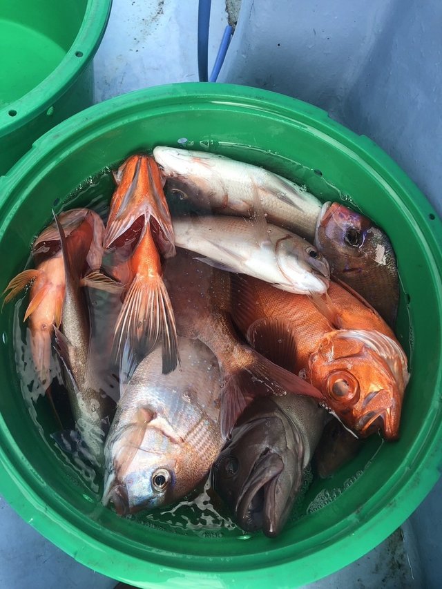 マダイ・ハナダイ(チダイ)