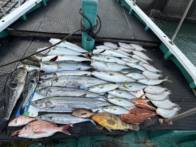 タイ(マダイ)・ワラサ(ブリ)・ツバス(ブリ)・サワラ・サゴシ(サワラ)・トラフグ