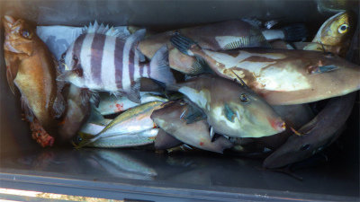 イシダイ・アジ(マアジ)・クロメバル(メバル)・ウマヅラハギ