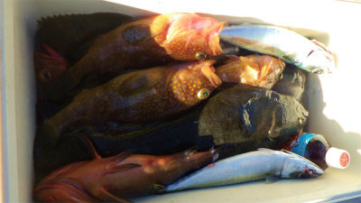 キジハタ・アジ(マアジ)