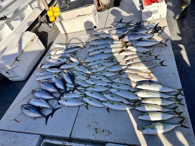 ヤズ(ブリ)・ネリゴ(カンパチ)