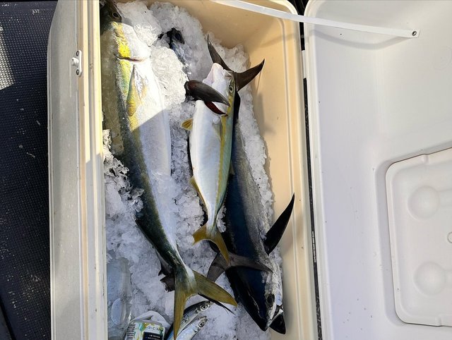 ヤズ(ブリ)・ネリゴ(カンパチ)