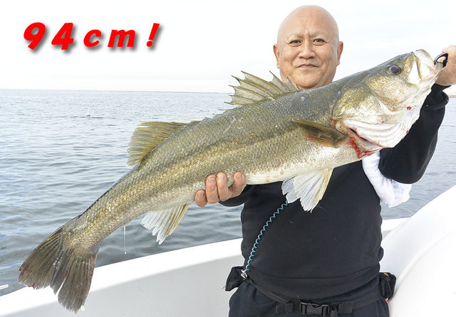 シーバス(スズキ)