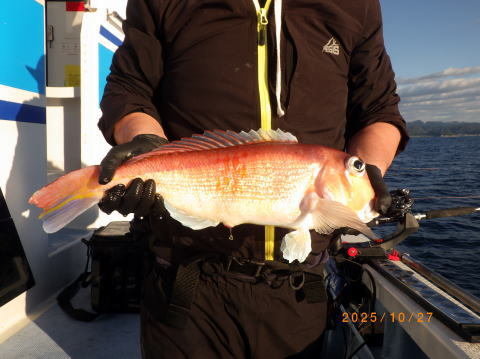 アマダイ(アカアマダイ)