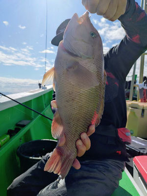 カンダイ(コブダイ)