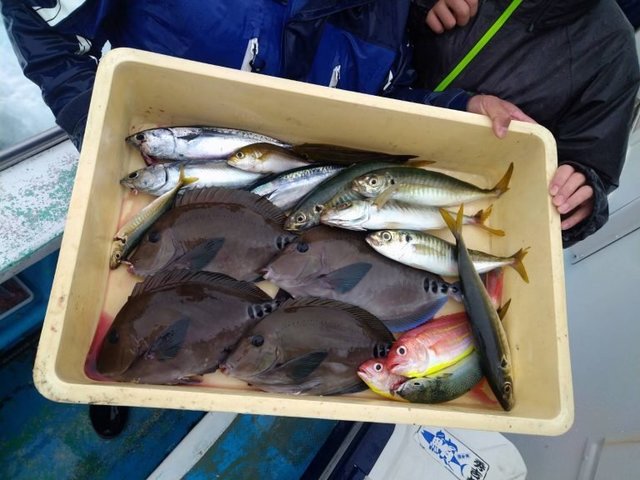 マアジ・マルアジ・イトヨリ(イトヨリダイ)・ウマズラハギ(ウマヅラハギ)