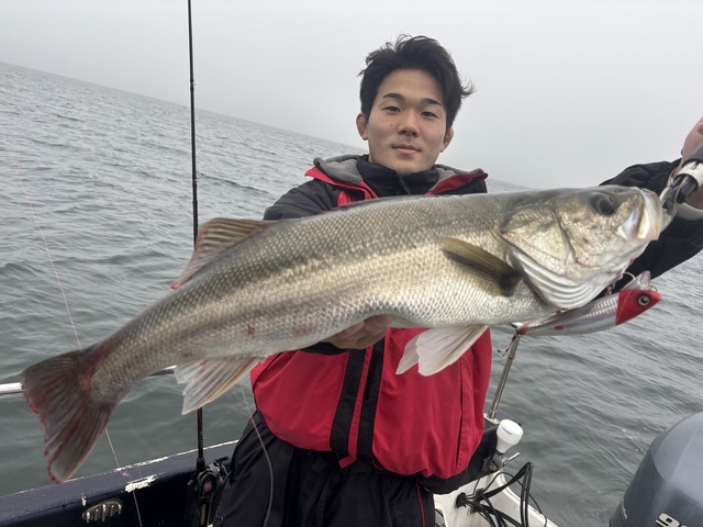 シーバス(スズキ)