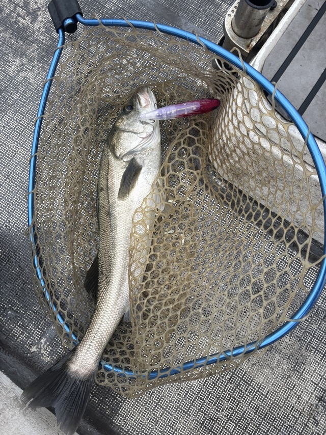 シーバス(スズキ)