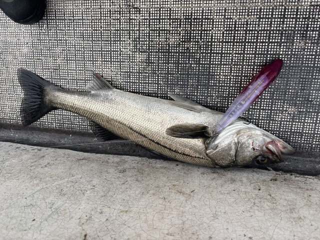 シーバス(スズキ)