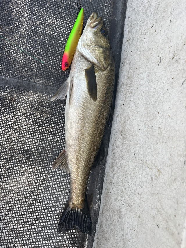 シーバス(スズキ)