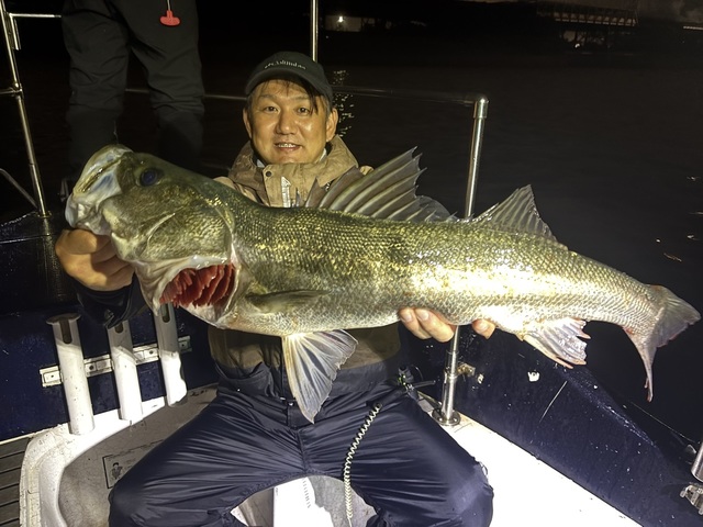 シーバス(スズキ)