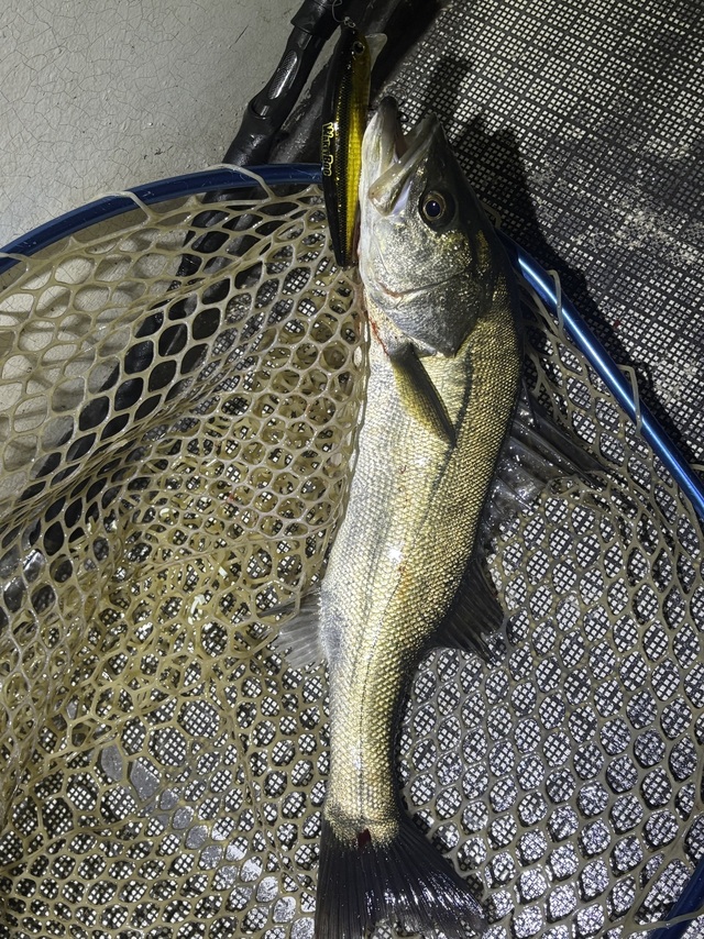 シーバス(スズキ)