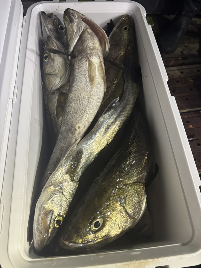 シーバス(スズキ)